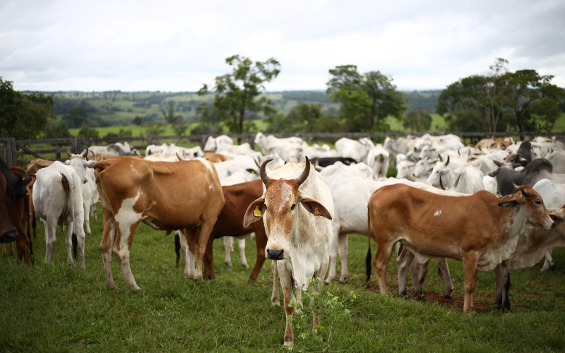 Agriculture & Livestock
